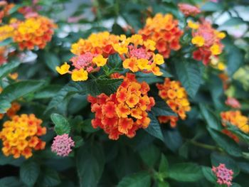 Close-up of orange flowering plants