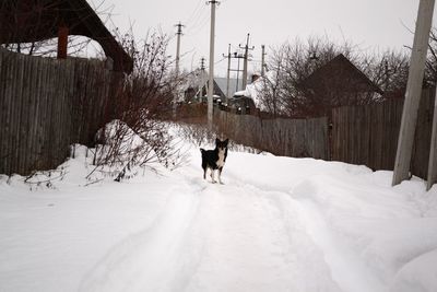 Dog standing on snow covered street