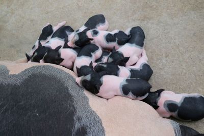 Baby pink and black speckled pot-bellied pigs sleep on mother. animal and mother's day concept.