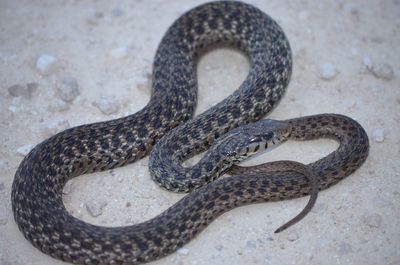 Garter snake 