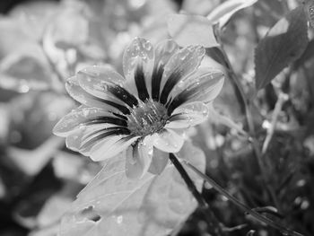 Close-up of wet flower