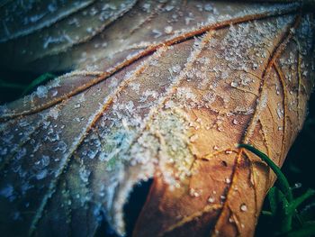 Close-up of raindrops on dry leaves