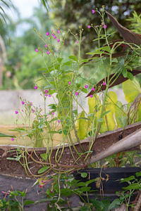 Close-up of flowering plants in garden