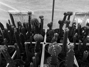 Close-up of succulent plants in greenhouse