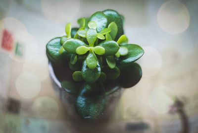 Close-up of berries growing on plant