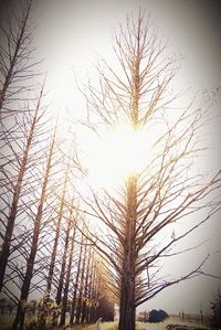 Silhouette of tree against sky during sunset