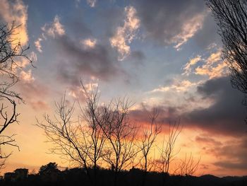 Low angle view of silhouette trees against sky during sunset