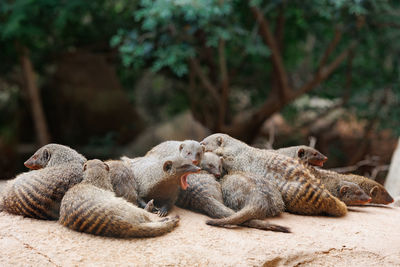 Close-up of lizard