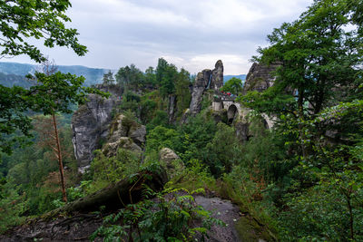 Plants growing on rocks