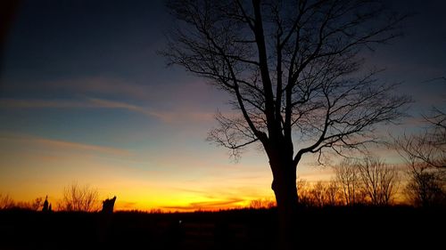Silhouette bare tree against sky during sunset