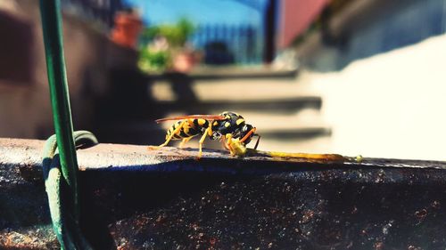 Close-up of insect on retaining wall