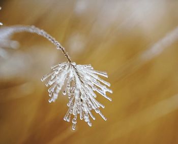 Close-up of frozen flower