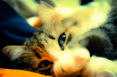 Close-up portrait of cat lying down