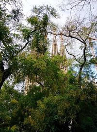 Low angle view of trees against sky