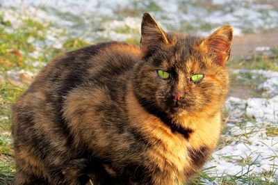 Close-up portrait of a cat