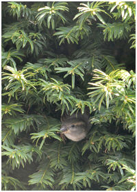 Close-up of lizard on tree