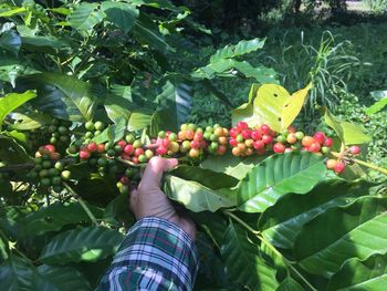 Low section of person holding coffee cherries 