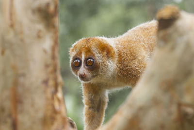 Nycticebus borneoanus in wildlife