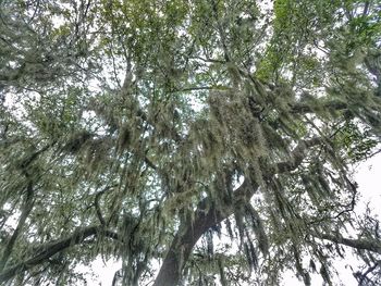 Low angle view of trees against sky