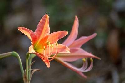 Close-up of orange lily blooming outdoors