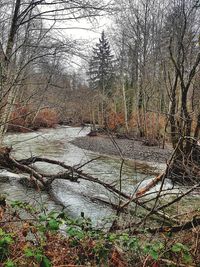 Bare trees by river in forest against sky