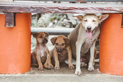 Portrait of dogs