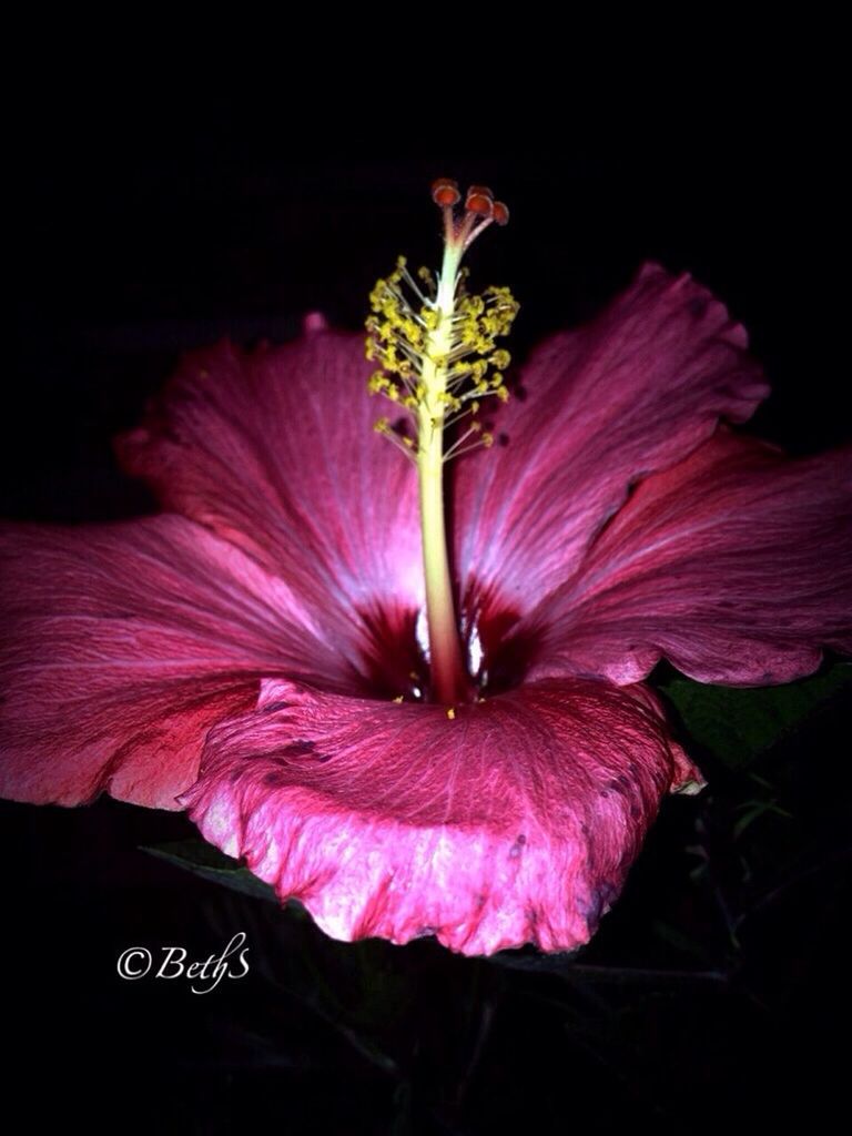 flower, freshness, fragility, petal, flower head, growth, pink color, beauty in nature, close-up, nature, stamen, single flower, black background, plant, stem, studio shot, pink, night, blossom, in bloom