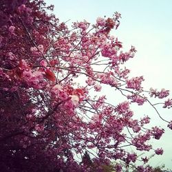 Low angle view of pink flowers