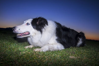 Close-up of dog looking away on field