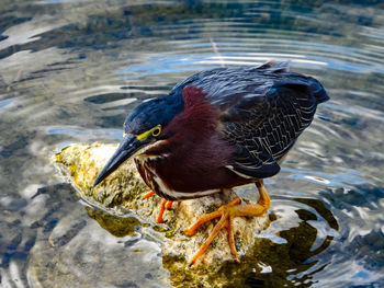 High angle view of a bird drinking water