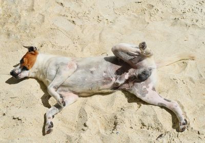 Dog on sand