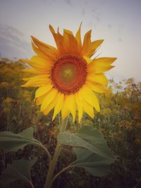 Close-up of fresh sunflower blooming in field against sky