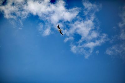 Low angle view of bird flying