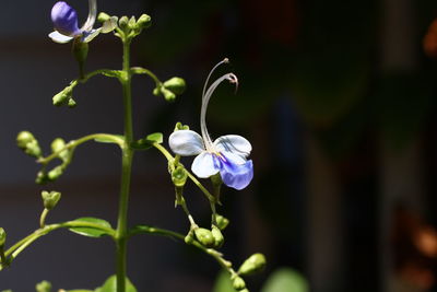 Close-up of purple flowering plant