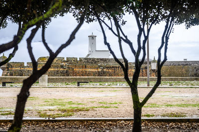 Trees in a park