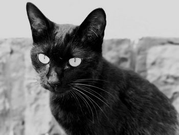 Close-up portrait of black cat