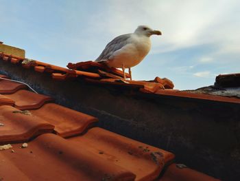 Low angle view of seagull perching on roof