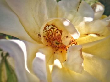 Macro shot of flower