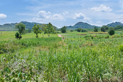 Scenic view of field against sky