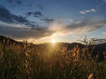 Scenic view of field against sky at sunset