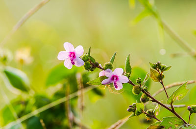 Close-up of pink flowering plant