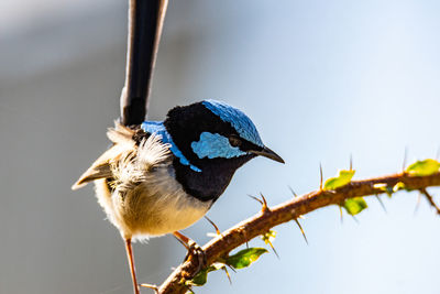 Close-up of bird perching on a branch