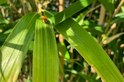 Close-up of insect on leaf