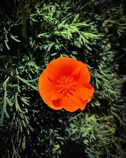 Close-up of orange hibiscus blooming outdoors