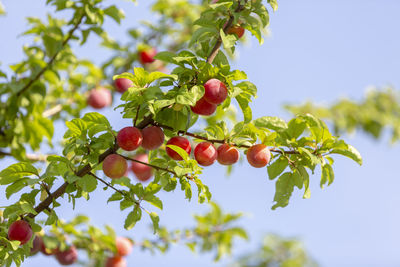 Low angle view of berries growing on tree