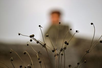 Close-up of flowering plant against sky