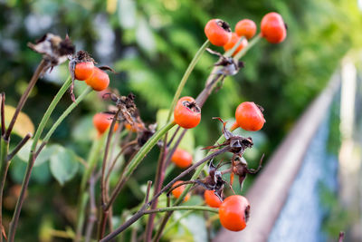 Close-up of berries growing on tree