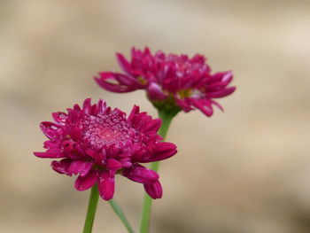 Close-up of pink flowers blooming outdoors