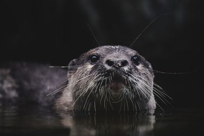 Close-up portrait of water