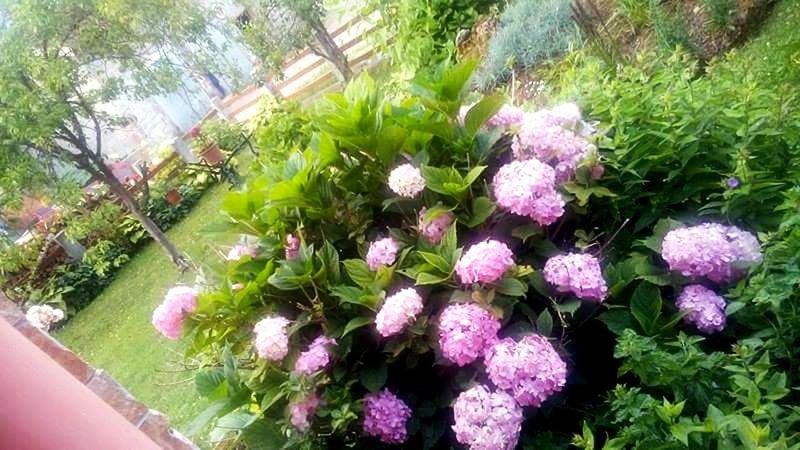 CLOSE-UP OF FLOWERS GROWING IN PARK